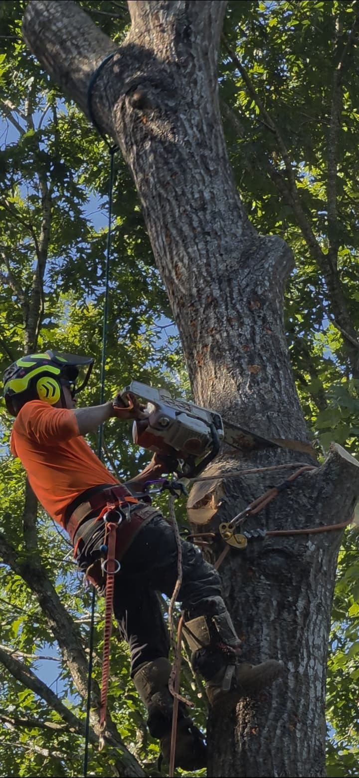 Climber in a helmet and harness cutting a large trunk with a chainsaw while tied in