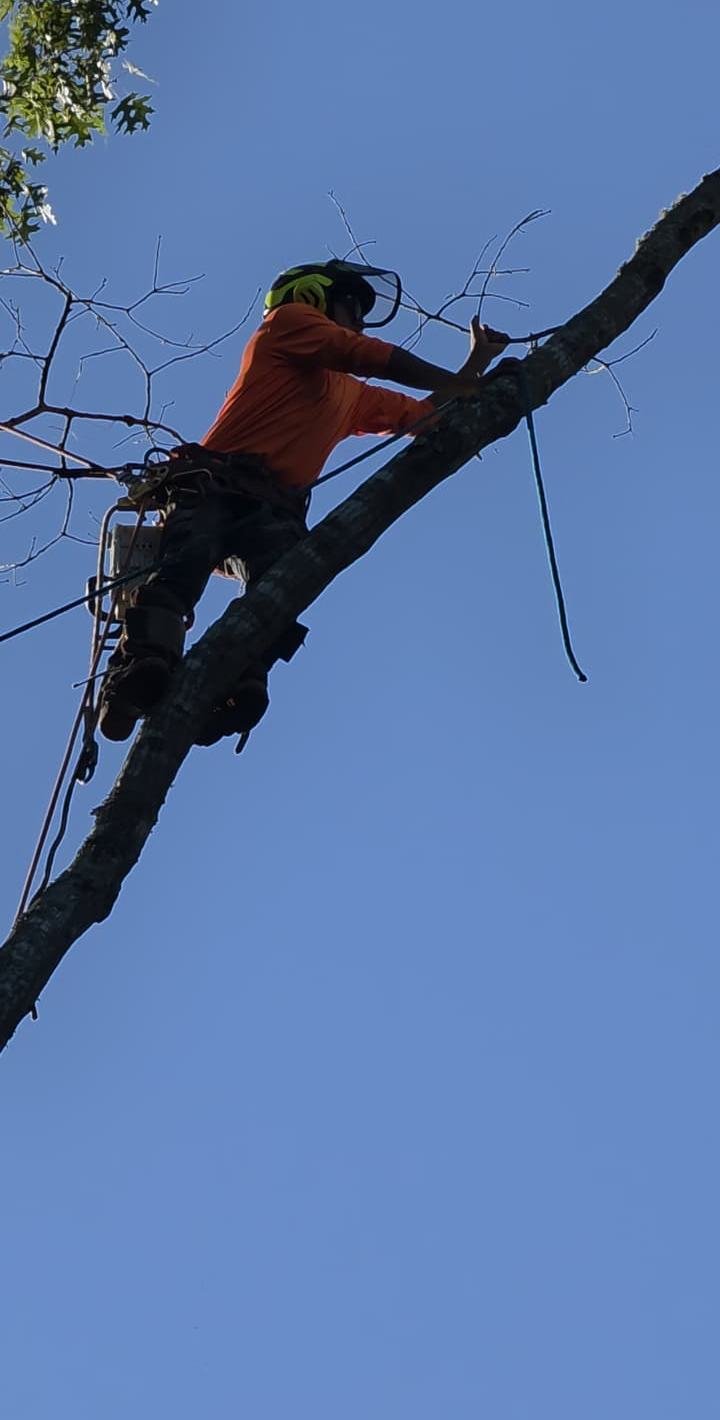Climber in a helmet, face shield and harness working along a tree limb