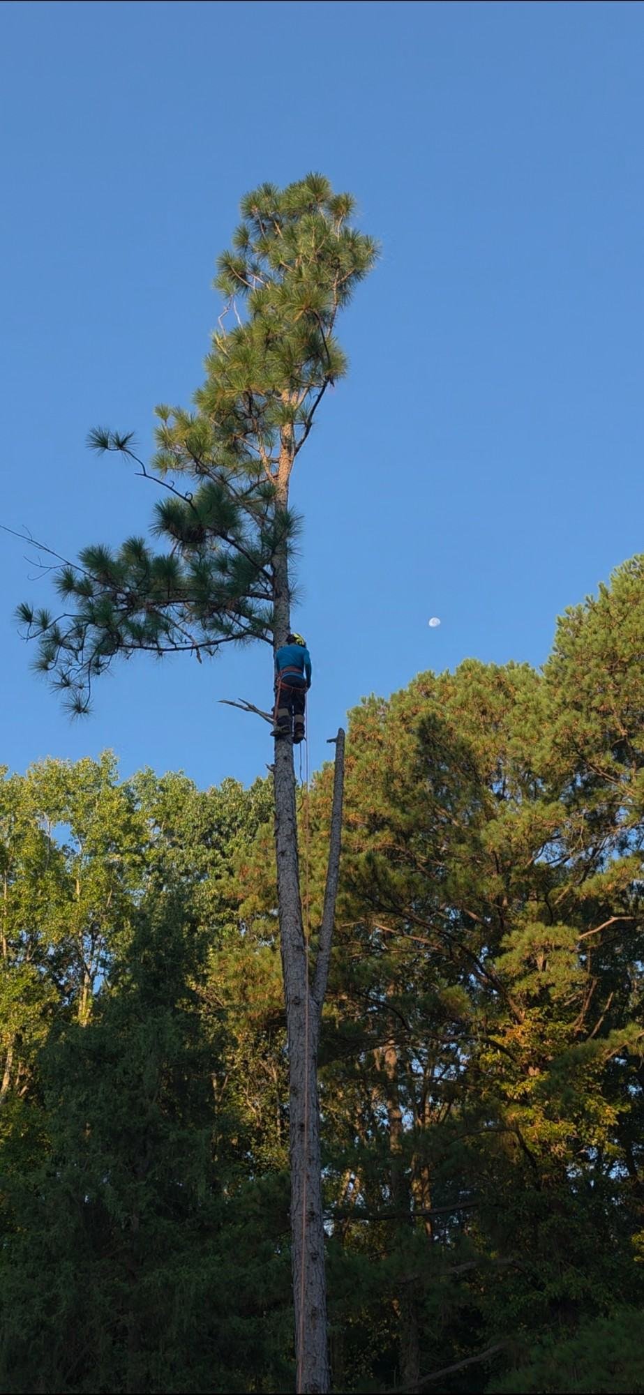 JC Tree Services climber in a helmet and harness high on a tall pine, with the moon in the sky