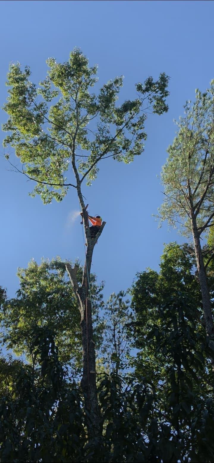 Climber in an orange shirt and helmet cutting near the top of a tall tree
