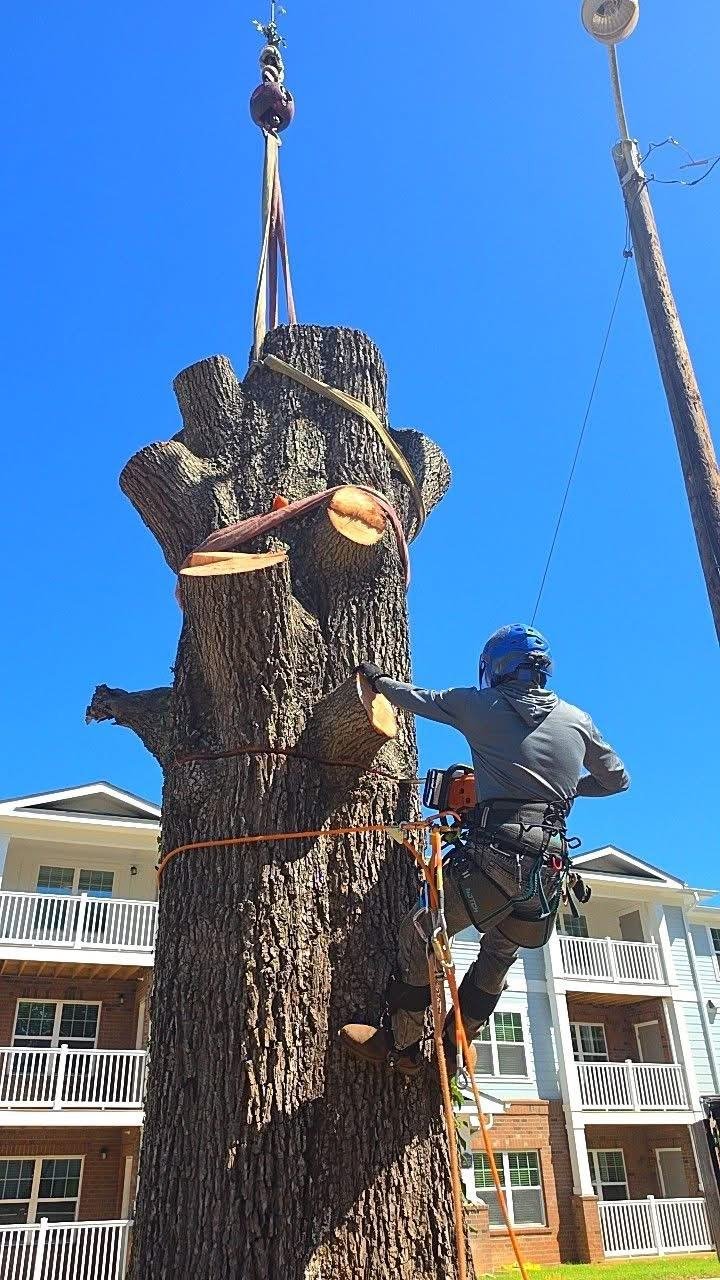 JC Tree Services climber in a harness cutting a large oak while a crane holds the section
