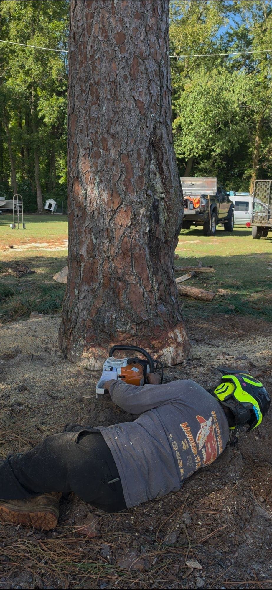 Crew member in a helmet making a low cut at the base of a large pine with a chainsaw