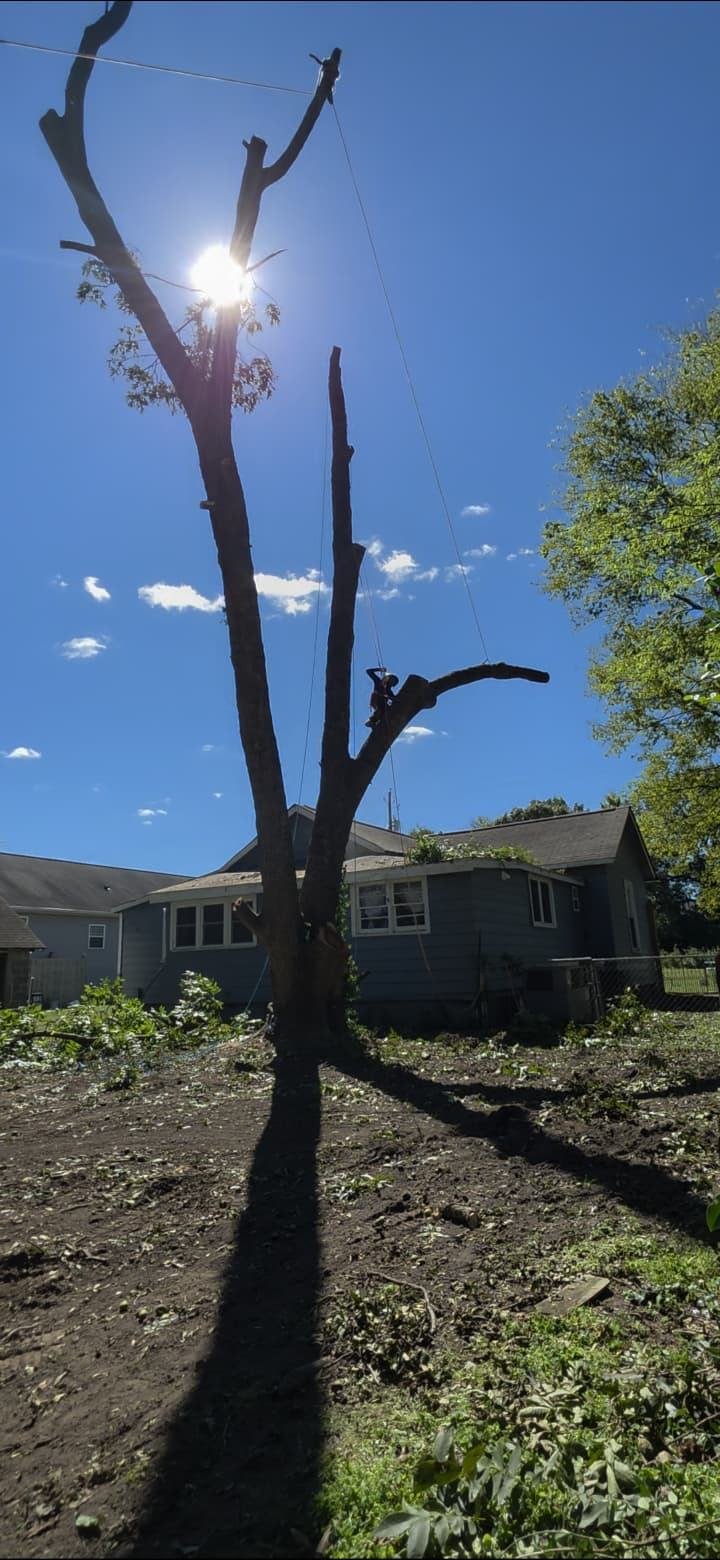 Tree removal in progress next to a house, with the climber working in the tree